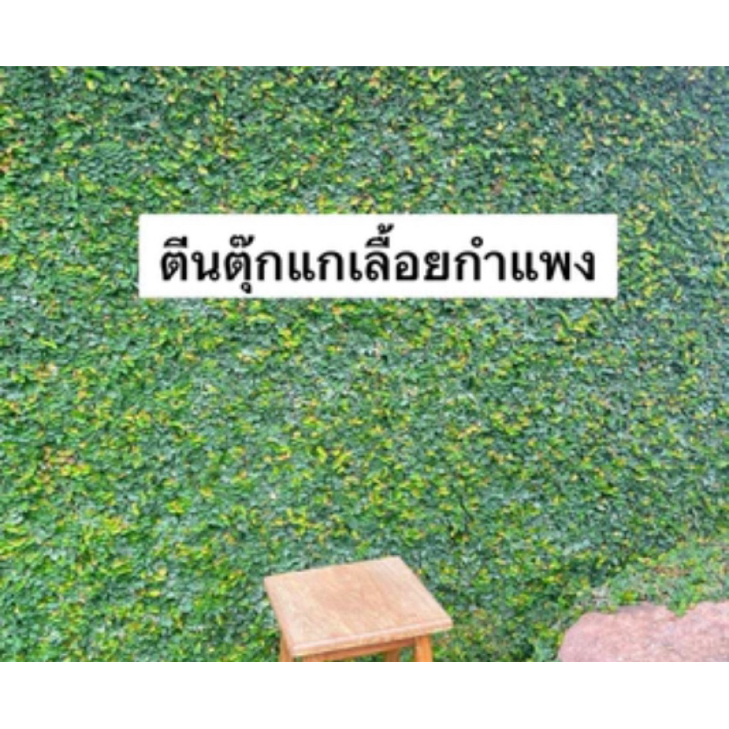 ต้นตีนตุ๊กแก1ต้น1ถุงดำเล็ก