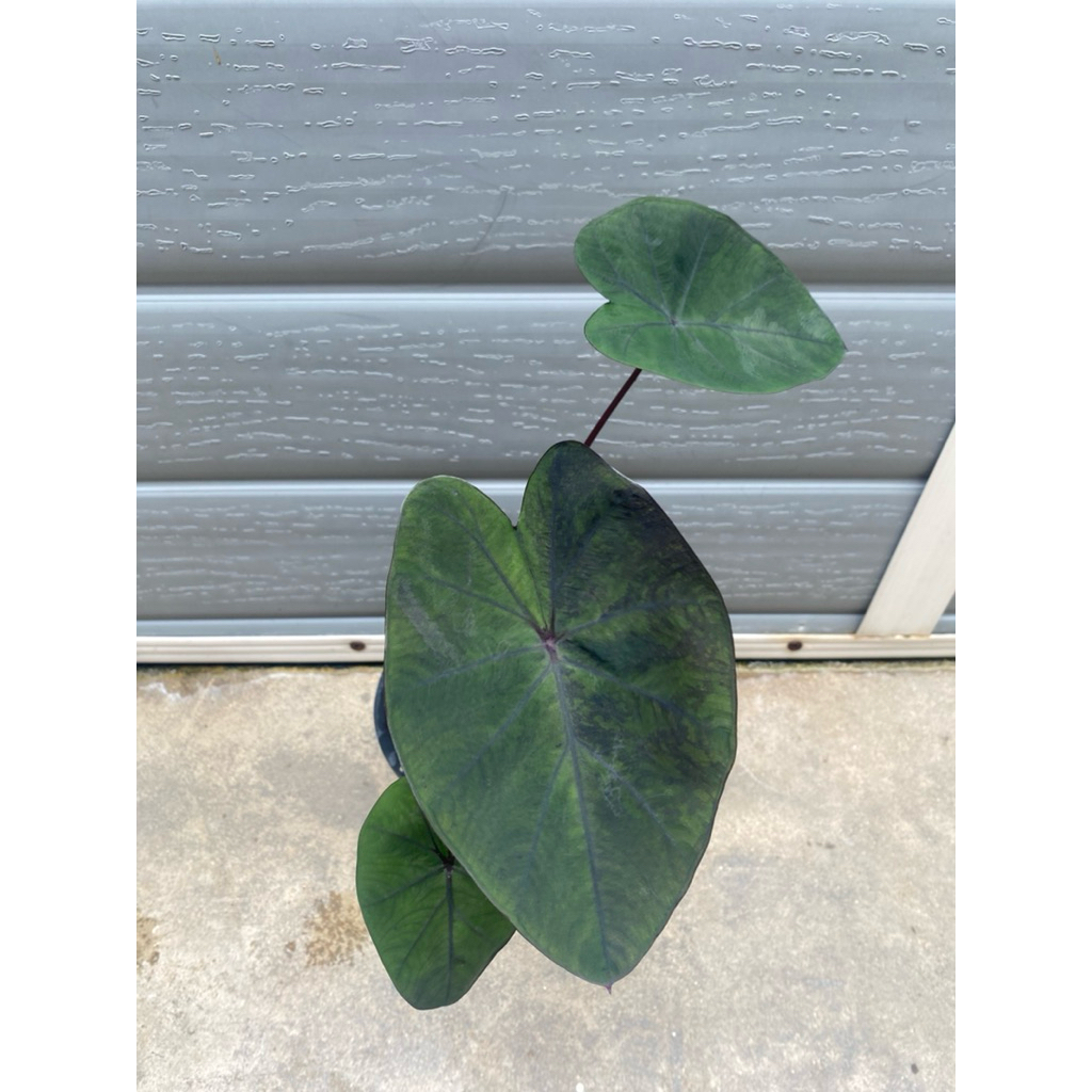 Colocasia Paint Black Gecko