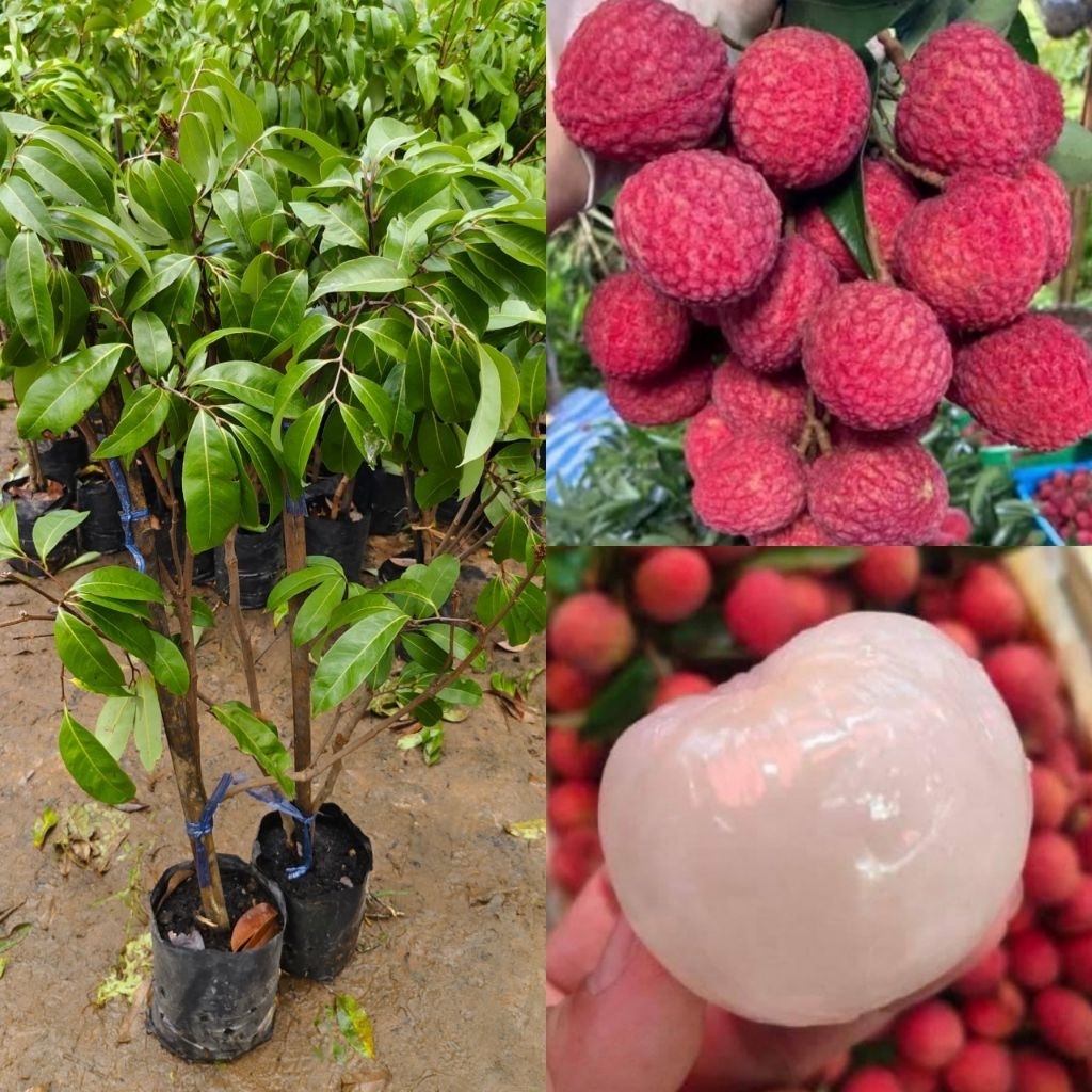 ต้นลิ้นจี่จักรพรรดิ์ กิ่งตอน รับประกันพันธุ์เเท้100% ลำต้นสูง70-80cm.