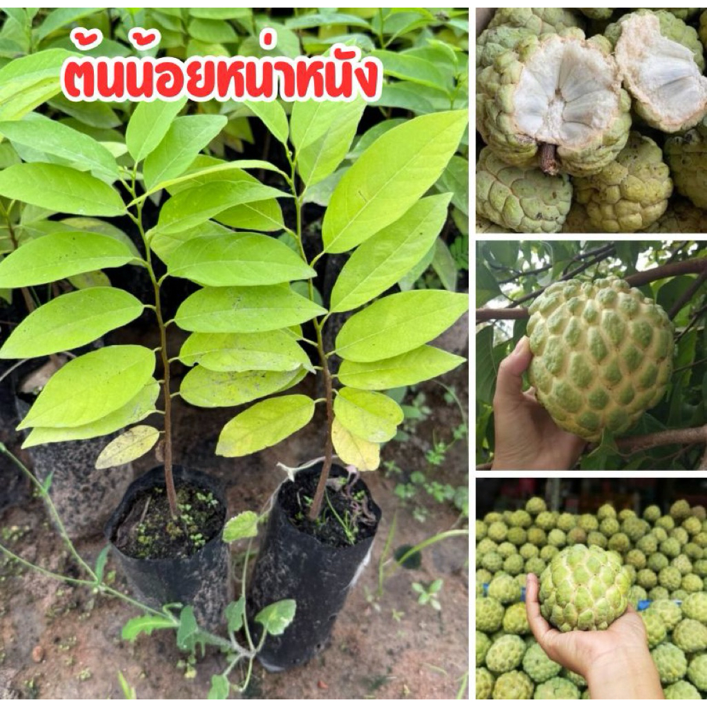 ต้นน้อยหน่าหนัง 4ต้น 80 บาท พร้อมส่ง