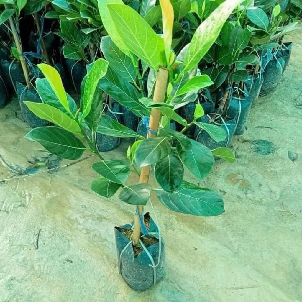 🌿ต้นขนุนแดงสุริยาทาบกิ่ง🌿ต้นสูงประมาณ 60 ถึง 70 เซนติเมตรพร้อมปลูก