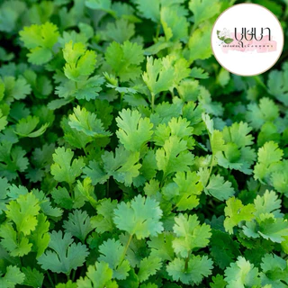 เมล็ดพันธุ์ผักชี 9บาท 400เมล็ด
