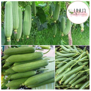 เมล็ดพันธุ์บวบหอม 9บาท 20เมล็ด