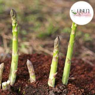 เมล็ดพันธุ์หน่อไม้ฝรั่ง 9บาท 100เมล็ด