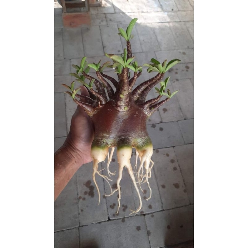 ต้นชวนชมพันธุ์ DDC+กาละแมร์ สายพันธุ์อราบิคั่ม (Arabicum) ดอกสีชมพู - รูปที่ 5