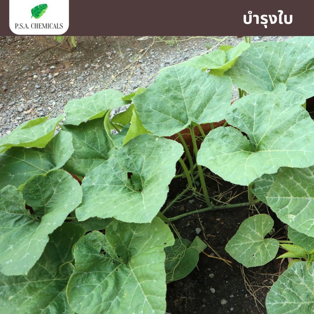 น้ำหมักปลาทะเลเข้มข้น จุลินทรีย์ (ปลา) หมักมานานเกิน 1 ปี กลิ่นไม่เหม็นฉุน ช่วยบำรุงต้น ลูกดก โตไว - รูปที่ 6