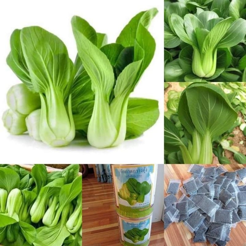 เมล็ดพันธุ์กวางตุ้งฮ่องเต้ 2,000 เมล็ด 29 บาทซื้อ 2 แถม 1