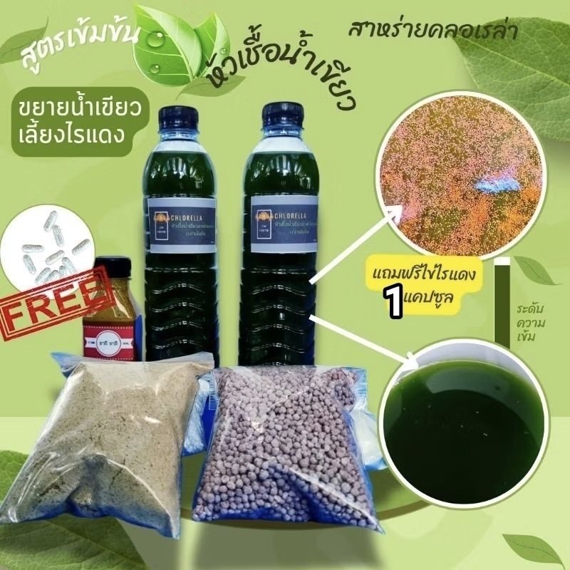 หัวเชื้อน้ำเขียวสาหร่ายคลอเรล่าเข้มข้นพร้อมชุดส่วนผสม 35วัน ฟรีไข่ไรแดง1แคปซูน