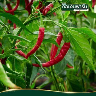 พริกจินดาแห้ง ตรา กอเงินฟาร์ม Dried Jinda Chili Gorngern Farm Brand ขนาด 100g. พริกแห้ง ประกอบอาหาร