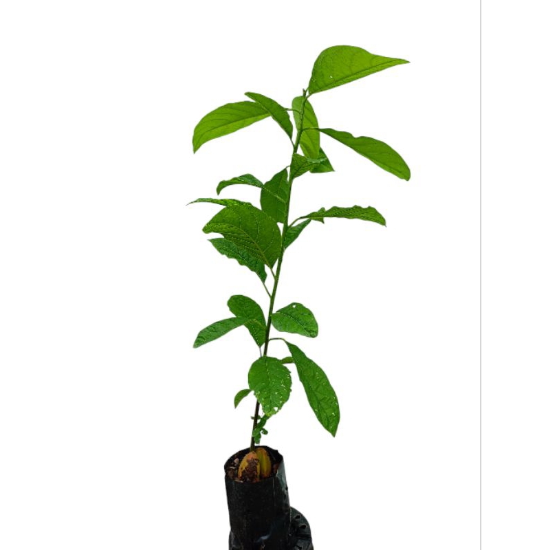 ต้นอะโวคาโดเพาะเมล็ด 4ต้น (Avocado Tree) 4 ต้น ในกระถาง 4นิ้วต้นสูงโดยประมาณมากกว่า 30 เซนติเมตร