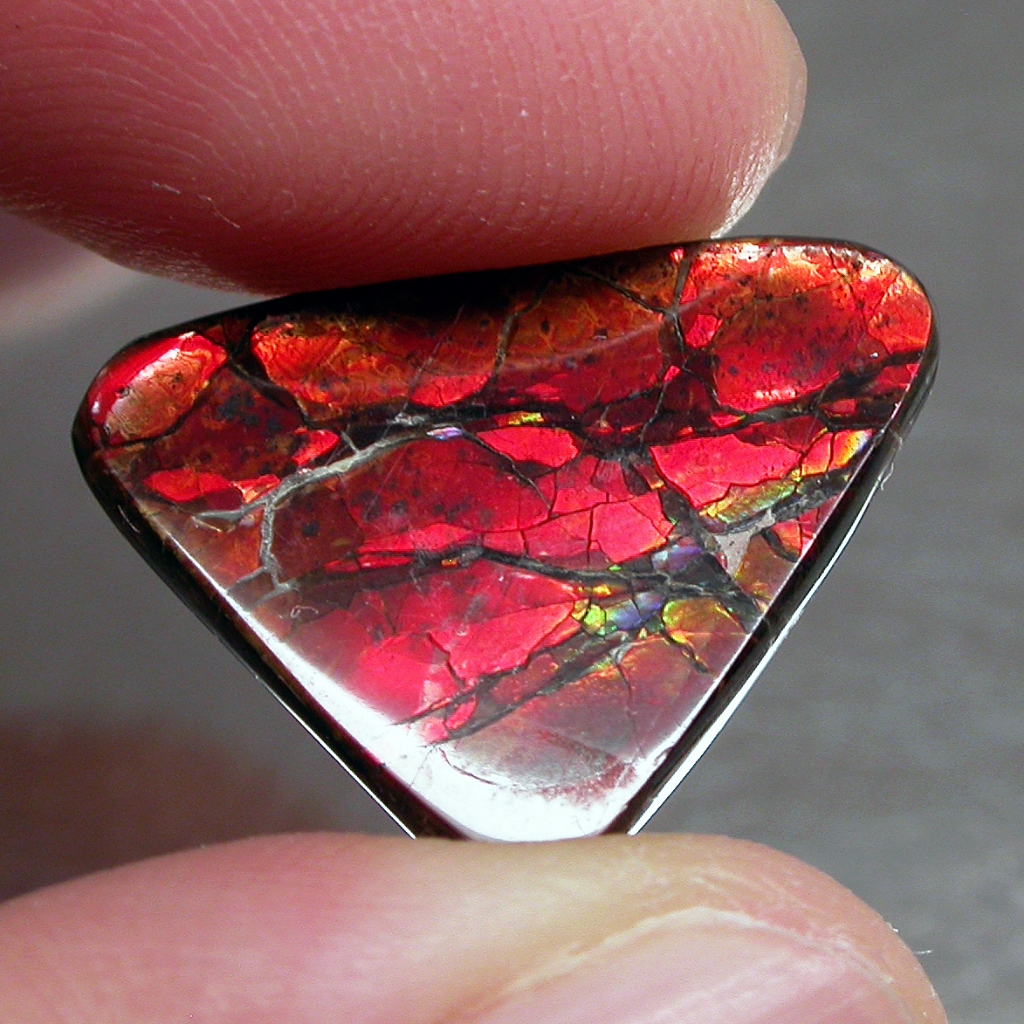 Ammolite แอมโมไลต์ (Ammolite) อัญมณีโลกล้านปีสุดหายาก อัญมณีนำโชค อัญมณีสะสม