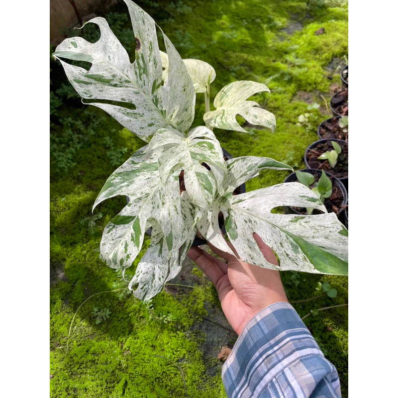 🌱อิพิมาเบิ้ล ใบฉีก(คัดลายด่างพิเศษ)🌱 Epipremnum Pinnatum Marble Variegated