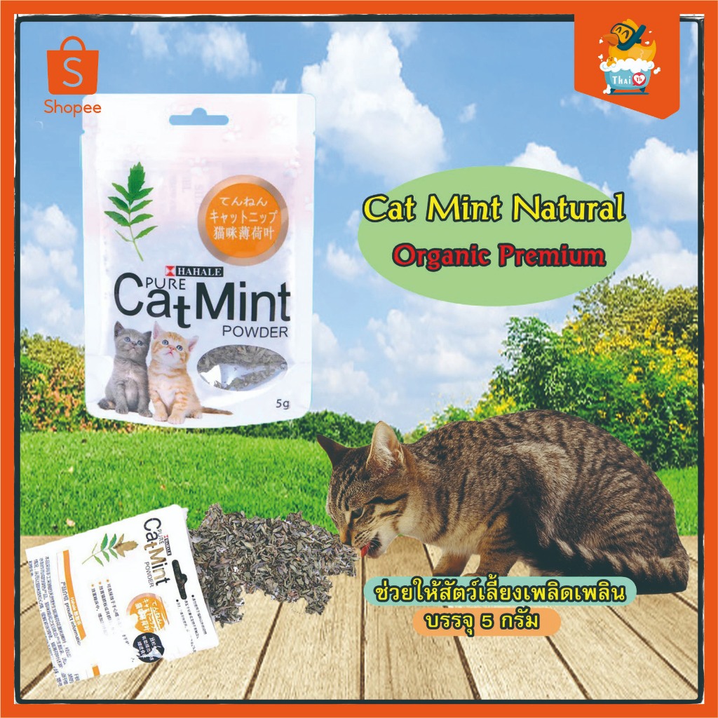 Thai .th หญ้าชนิดหนึ่งสำหรับแมวราคาถูก แคปนิท กัญชาแมว Cat Mint XJ99 XJ77(มีราคาส่ง)