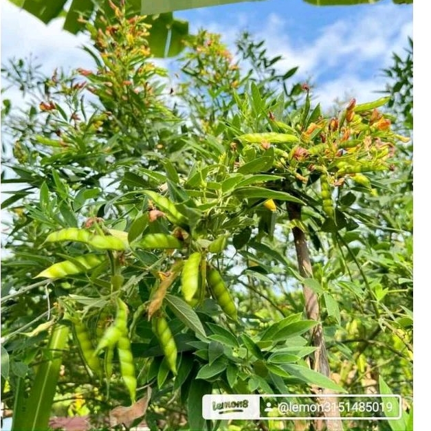 เมล็ดพันธุ์ถั่วเเฮ ถั่วมะเเฮะ100 กรัม 79 บาท