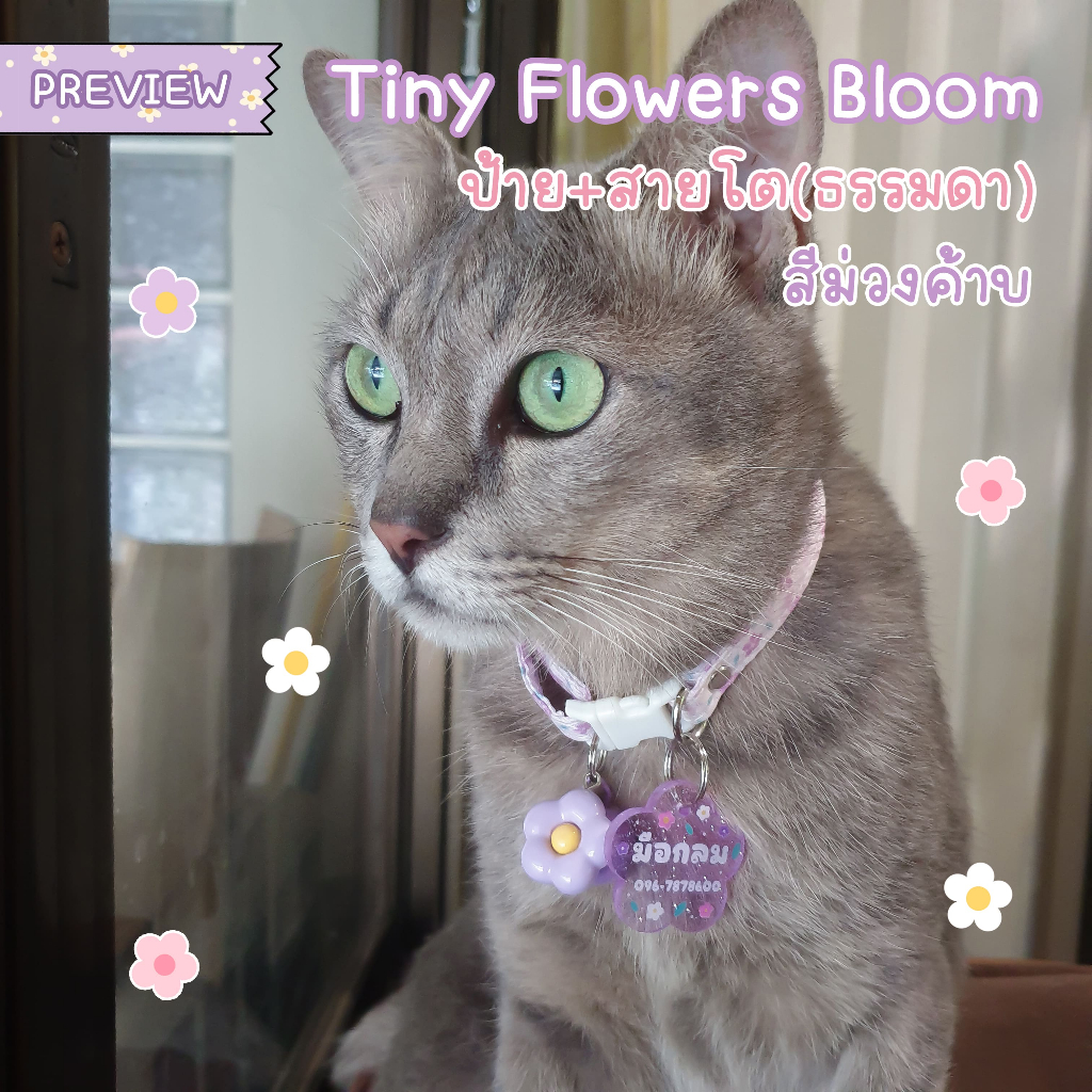 รูปภาพ 5