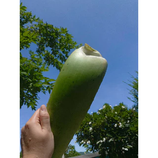 ใบว่านหางจระเข้สดออร์แกนิค