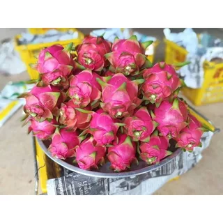 ต้นพันธุ์ แก้วมังกร สีขาว ถุงดำพร้อมปลูก 29บาท white dragon fruit มีคุณค่าทางอาหารสูง มีเส้นใยอาหารสูง ช่วยให้อิ่มท้อง