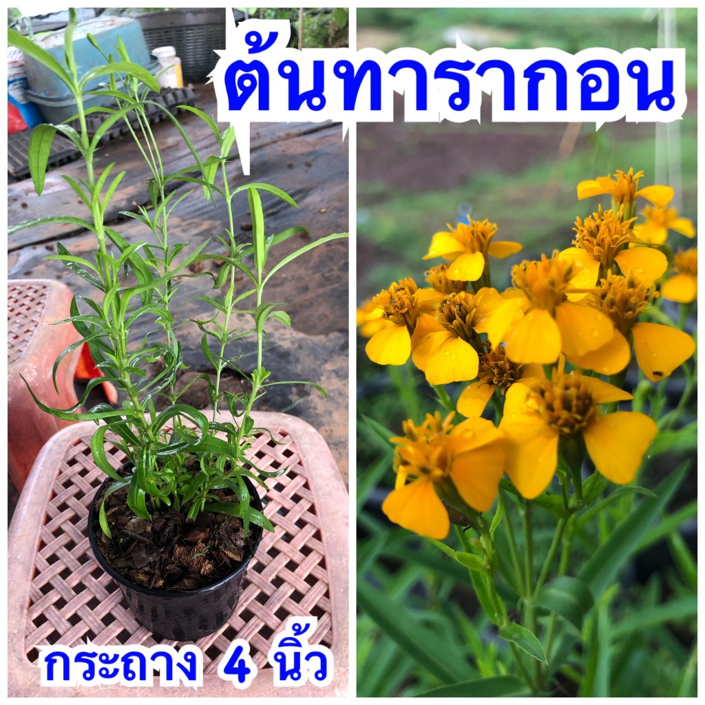 🥘สมุนไพรฝรั่ง ทาร์รากอน  🥘ส่งแบบ กระถาง 4 นิ้ว🥘 ติดดอกแล้ว
