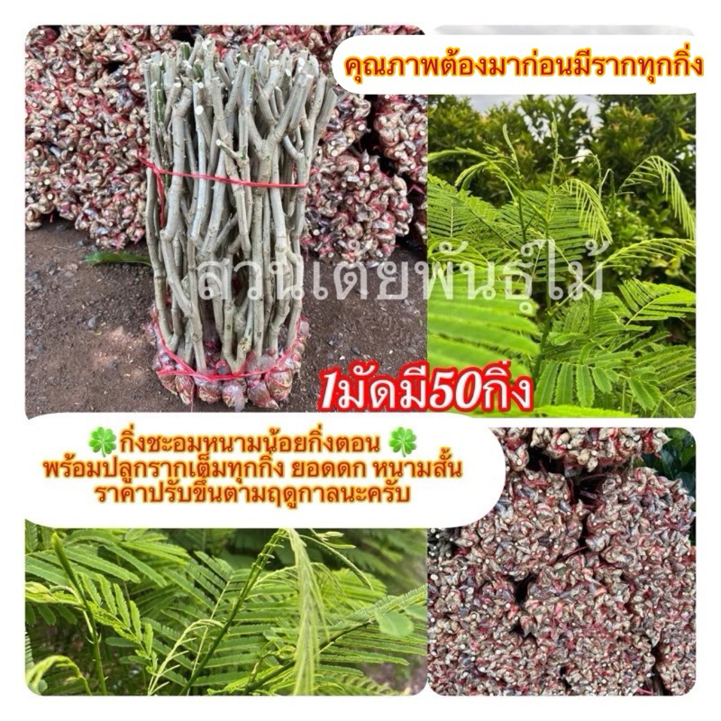 กิ่งชะอมหนามน้อย1มัด50กิ่งราคา315บาท💥ถูกสุดในShopeeพร้อมปลูกรากเต็มทุกกิ่งยอดดกหนามสั้นราคาปรับขึ้นตามฤดูกาลนะครับ