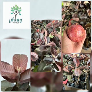 ต้นฝรั่งแดงอโยธยา เบอร์3 (แท้) จากผู้ผลิต 🍎เป็นต้นเสียบยอดสู…