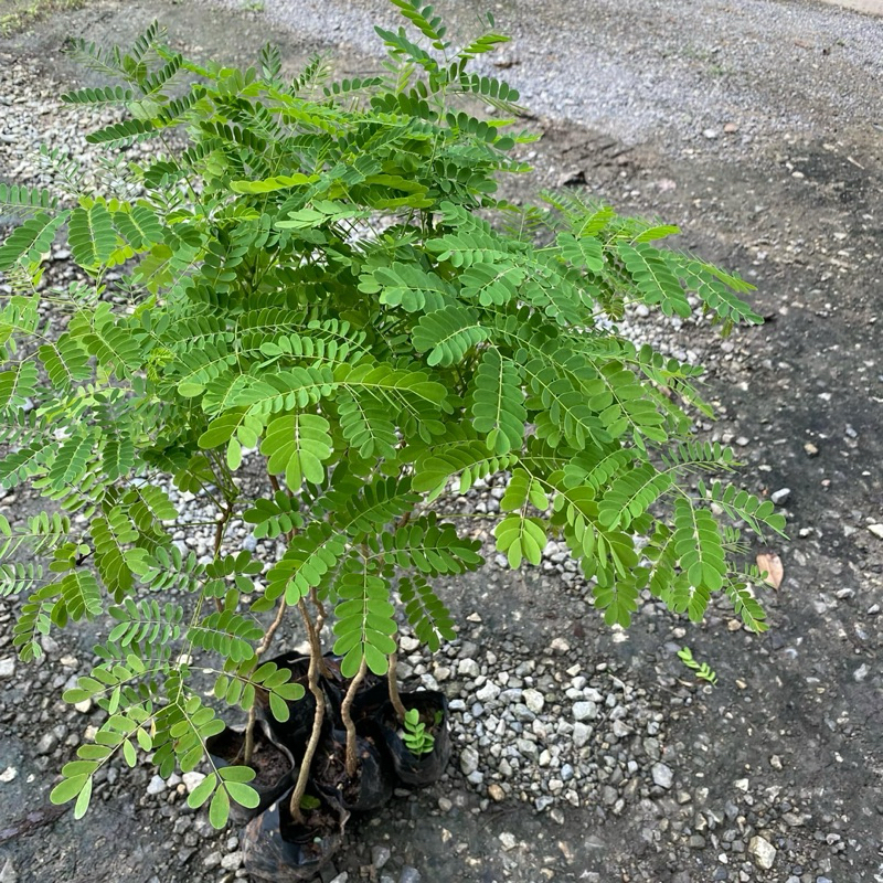 หางนกยูงไทย (จำนวน 5 ต้น) สูง 20-30 เซนติเมตร ดอกสีแดง #Caesalpinia pulcherrima - รูปที่ 2