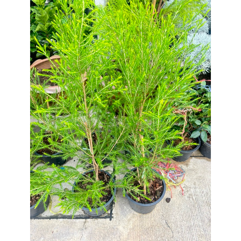 #สน tea tree เป็นต้นที่ใช้สัดน้ำมันมีกลิ่นหอมแรงสดชื่นโตไวมีดอกสีขาวสวยงาม ชาออสซีหรือทีทรีก็สามารถปลูกได้ดีในประเทศไทย