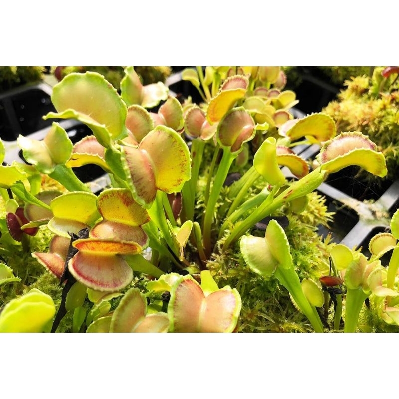 Adenta Venus Flytrapไม้กินแมลง กาบหอยแครง