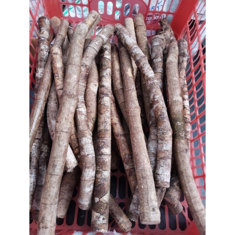 ชองระอา พญาปล้องทอง ท่อน25บาท ขาย1ชุด 4ท่อน100บาท (ขนาดยาว30ชม กว้างประมาณหัวปากกาเคมีบาท)