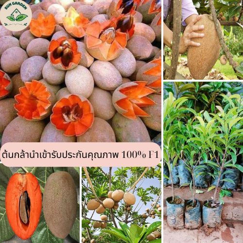 ต้นละมุดยักษ์เวียดนาม ต้นเสียบยอด 60-80 ซม. ละมุดยักษ์เวียดนาม ให้ผลผลิตสูง รสหวาน เนื้อสีแดง มีกลิ่นหอม