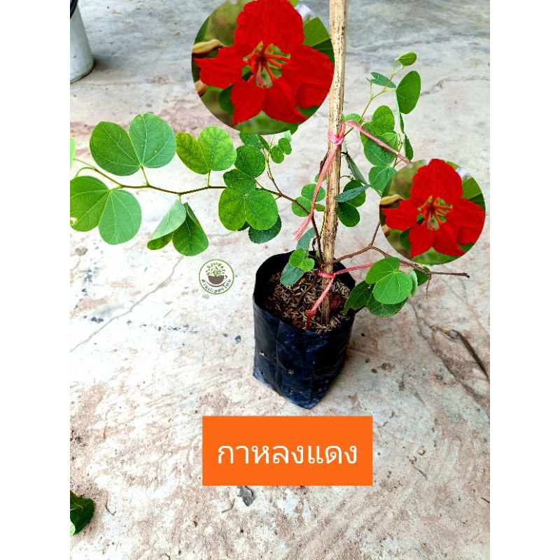 ต้นกาหลงแดง กาหลง ดอกสีแดง