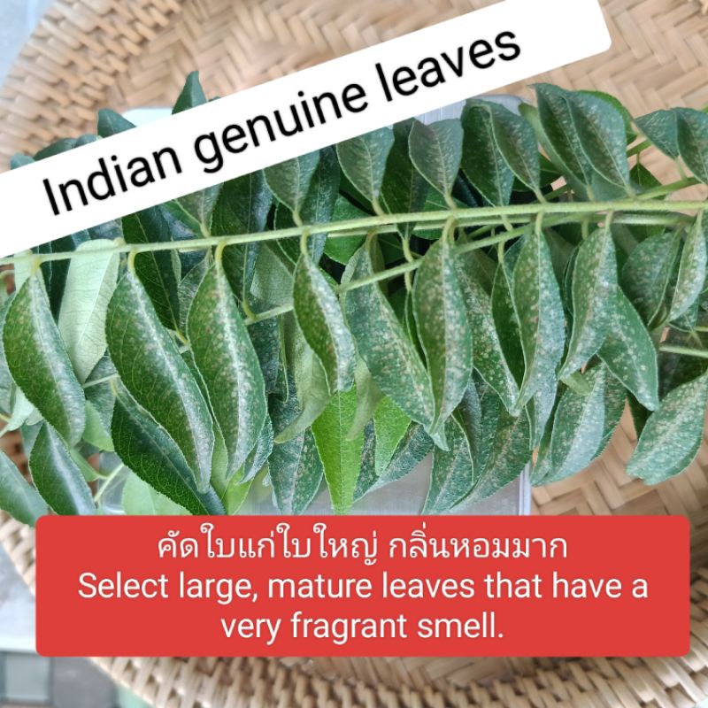 curry leaves ใบหอมแขก