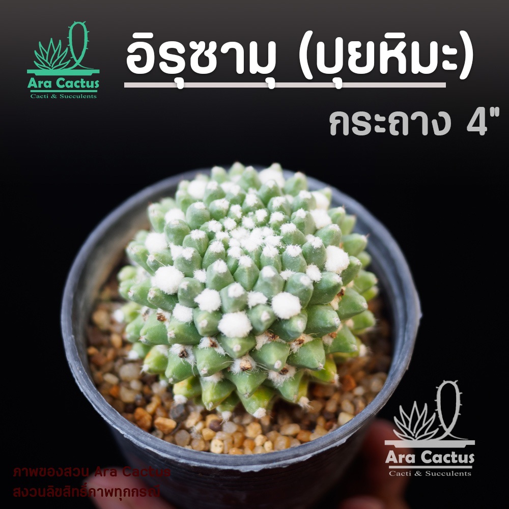 สวนขายเอง! แมมอิรุซามุ ปุยหิมะ ไซส์ใหญ่ L Mammillaria erusamu กระถาง 4 นิ้ว แคคตัส กระบองเพชร ต้นไม้ประดับ อวบน้ำ แคนตัส