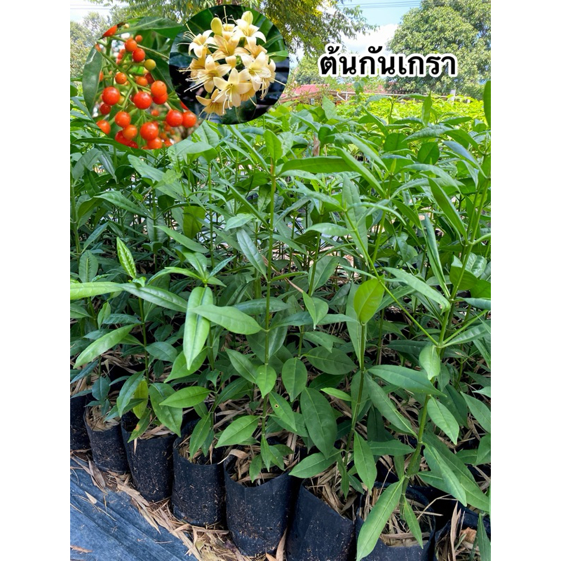 ต้นกันเกราสูง30-50ซม.ขึ้นไปขั้นต่ำ3ต้นคละต้นอื่นได้