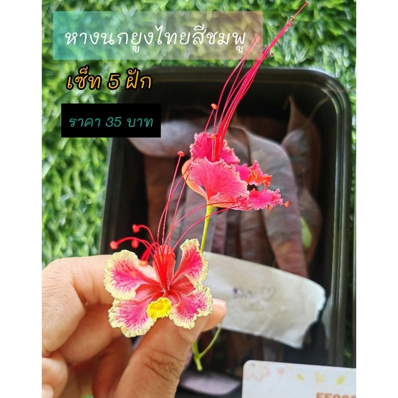 เมล็ดต้นหางนกยูงไทย