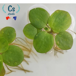 จอกญี่ปุ่น กรองน้ำใส น่ารัก ดอกละ 3 บาท มีแถม