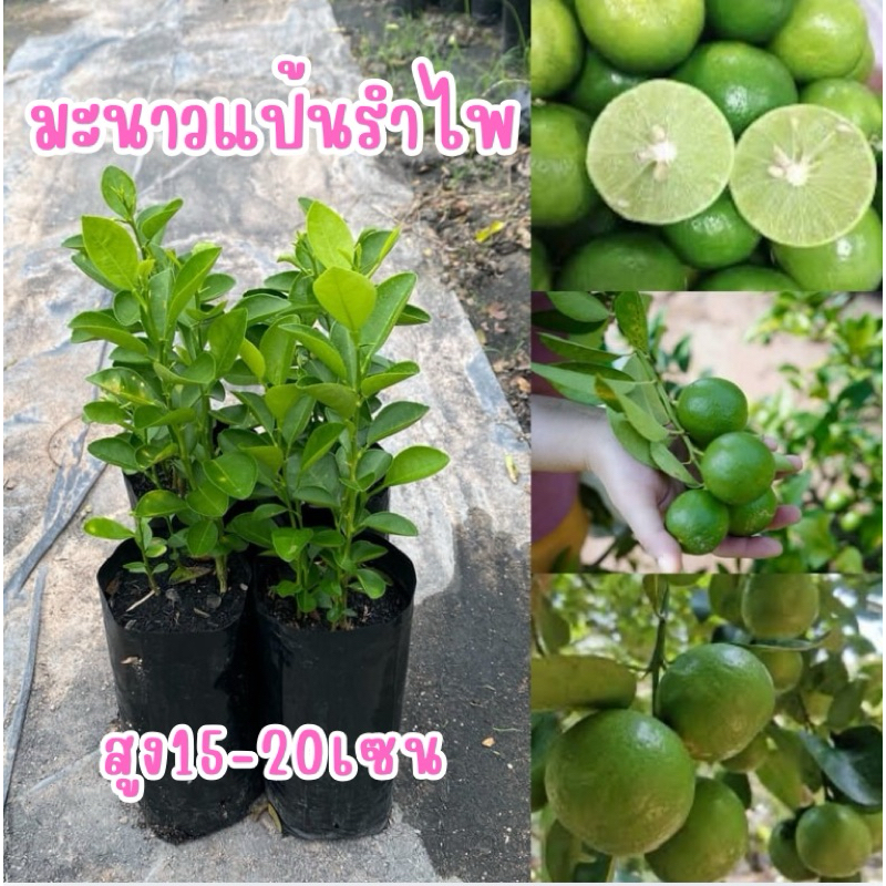 ต้นมะนาวแป้นรำไพ🍋🍋‍🟩 ลูกดก เปลือกบาง น้ำเยอะ