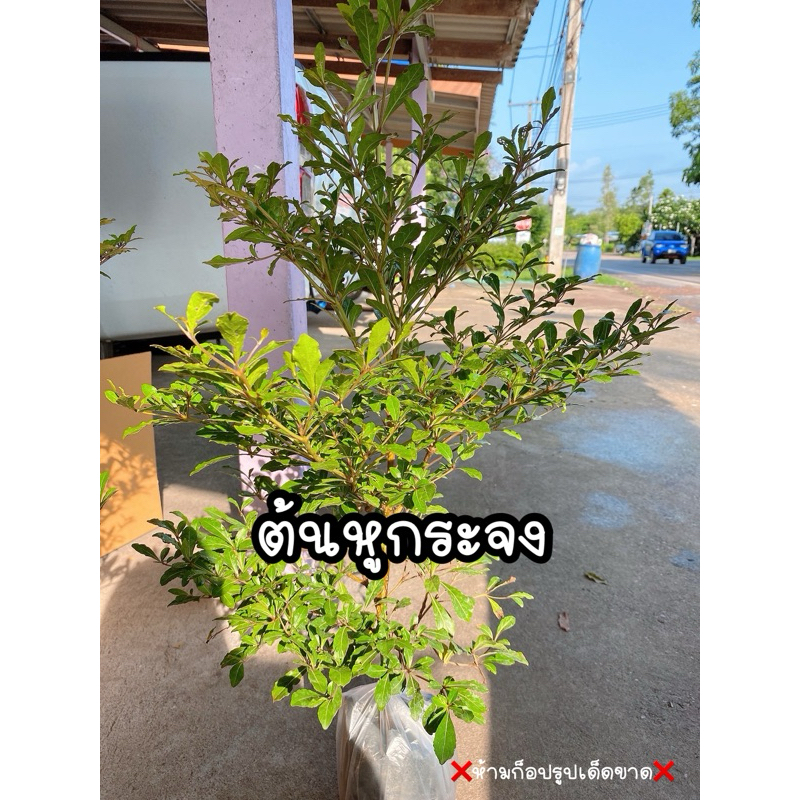 ต้นหูกระจง (ต้นแผ่บารมี) ไม้มงคล ปลูกให้ร่มเงา ประดับสวยงาม