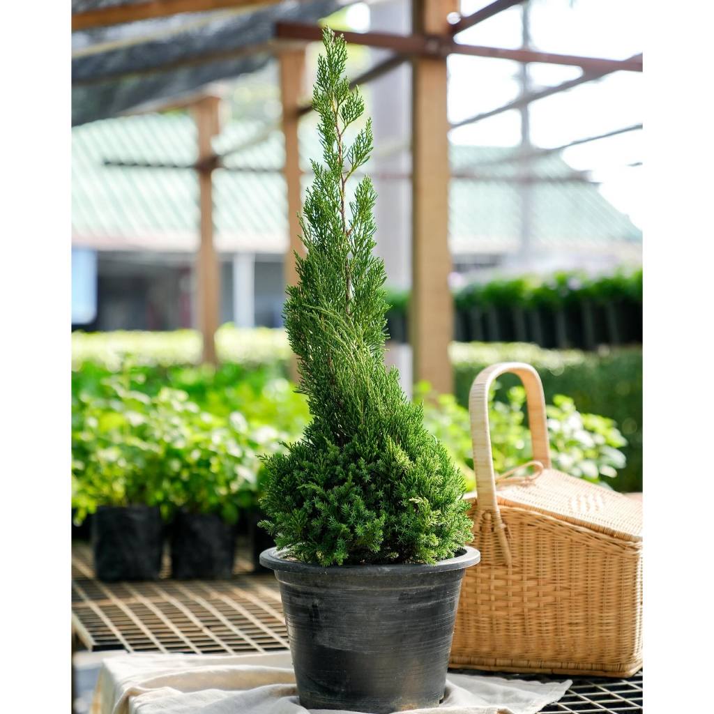 Treeno.9 T95 สนมังกร Juniperus Chinensis กระถาง 10 นิ้ว สนประดับต้นคริสมารต์ ทรงสวยมาก ไม้ประดับ