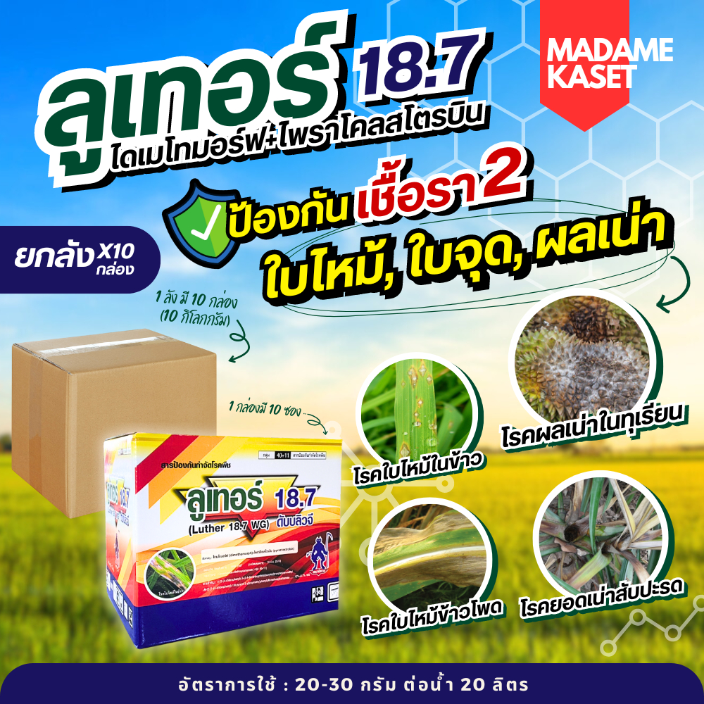ยกลัง x100 ชิ้น | ลูเทอร์ 18.7 (ไดเมโทมอร์ฟ + ไพราโคลสโตรบิน) ช่วยป้องกันโรคเชื้อราใบไหม้ ใบจุด ในพืชไร่พืชสวน (100กรัม)