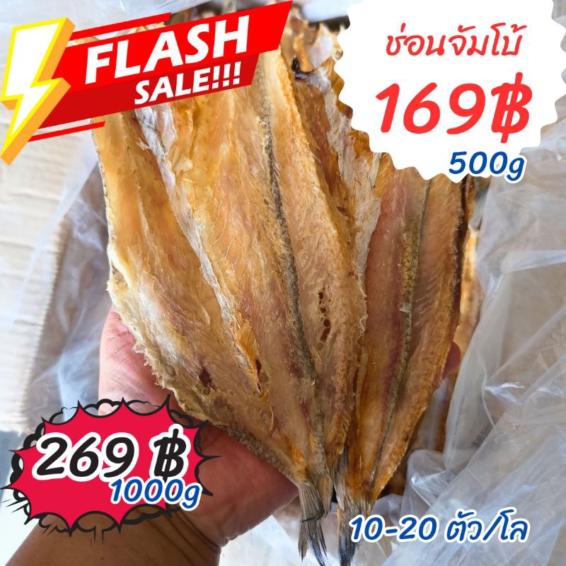 ถูกสุดๆ ปลาช่อนทะเลตากแห้ง ไล้กอ ปลาจิ๊กโก๋ ไซส์จัมโบ้ เนื้อหนา เหลือง สด ใส ตากสดใหม่จากมหาชัย