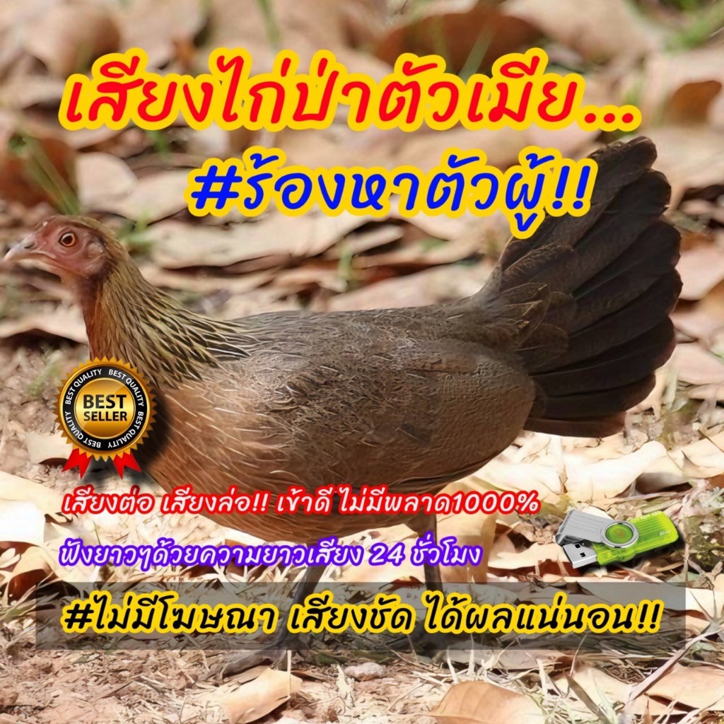 เสียงไก่ป่าตัวเมียก๋อยหาคู่ เสียงนี้เข้าไวการันตี เสียงชัดเสียงใสไร้โฆษณา