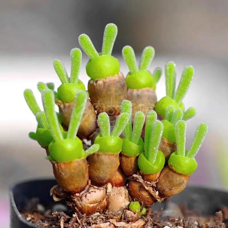 ต้นหูกระต่าย monilalia