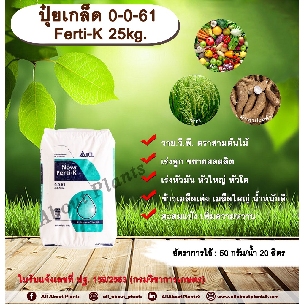 ปุ๋ยเกล็ด 0-0-61 Ferti-K 25kg. วาย.วี.พี. ตราสามต้นไม้  ปุ๋ยเกล็ด เร่งลูก ขยายผลผลิต เร่งหัวมัน หัวใ