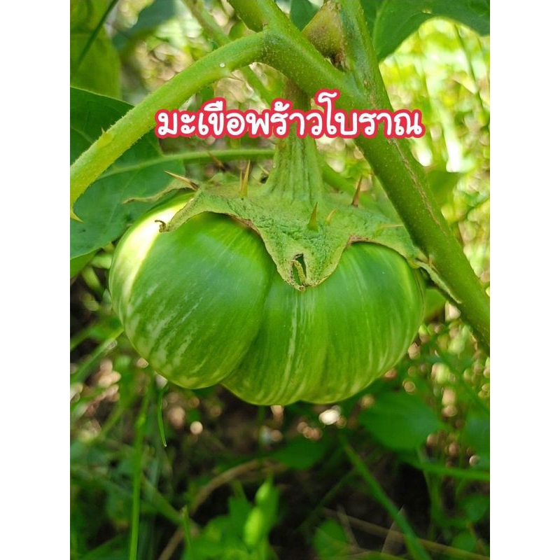 มะเขือพร้าว มะเขือโบราณพันธุ์แท้ 120 เมล็ด