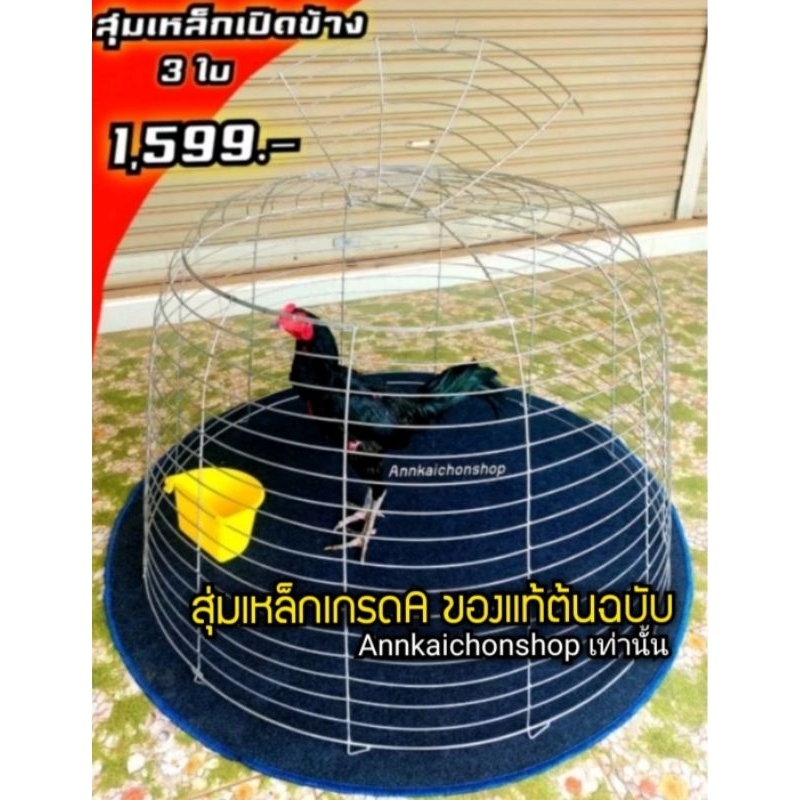 #สุ่มแสนเก่ง #สุ่มเหล็กเปิดข้าง3ใบ #สุ่มไก่ชน #สุ่มไก่เก่งแข็งแรงมาก