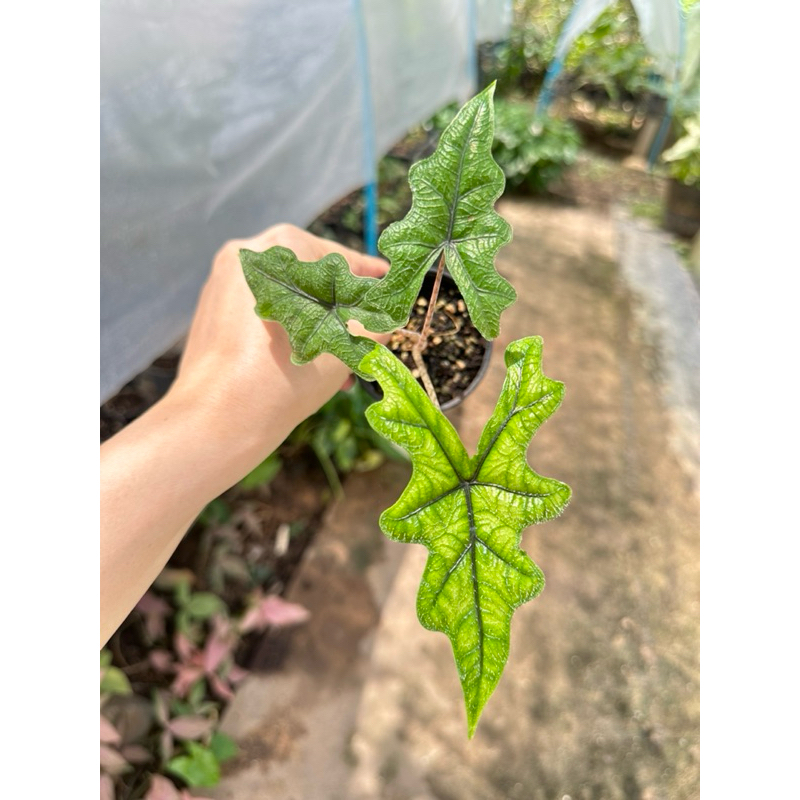 Alocasia jacklyn อโลคาเซียแจ็คลิน ขนาดกระถาง3-4“