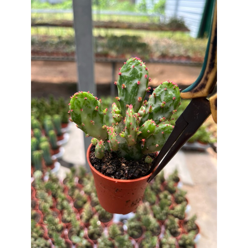 Astrocylindropuntia salmiana Variegata