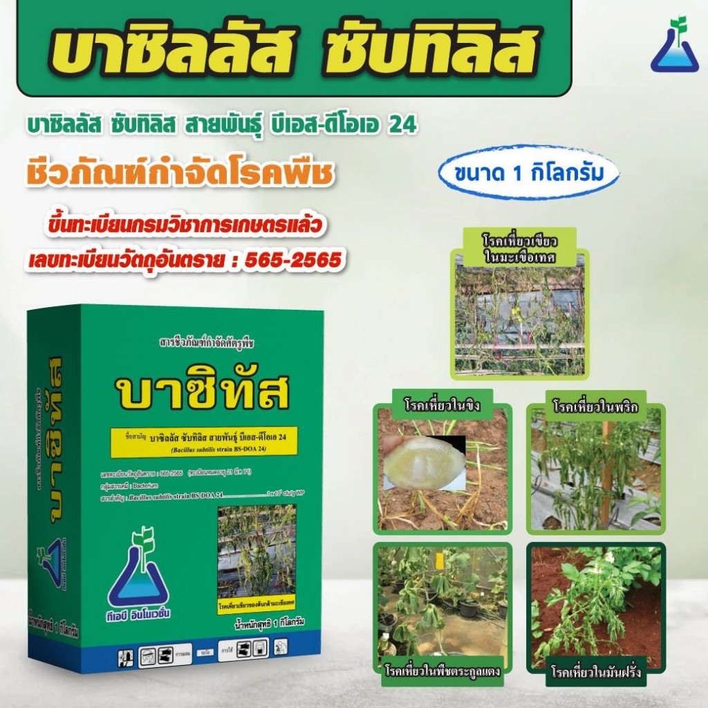สารชีวภัณฑ์กำจัดโรคพืช บาซิทัส 500 g ใช้ในการป้องกันโรคเหี่ยวเขียว ที่เกิดจากเชื้อแบคทีเรีย ใช้ได้กับพืชทุกชนิด - รูปที่ 2