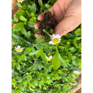 🌱ต้นกล้าเดซี่มากาเร็ต 🪻ม่วงอ่อน👉ปลูกง่าย🌼ดอกไม้ทานได้
