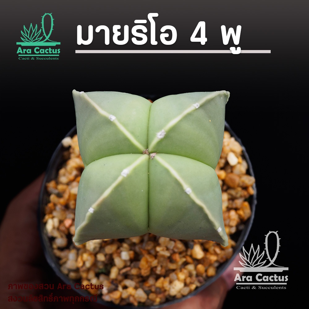 สวนขายเอง! แอสโตรมายริโอสี่พู Astrophytum myriostigma ไซส์กระถาง 2-3 นิ้ว แคคตัส กระบองเพชร ต้นไม้ประดับ อวบน้ำ แคนตัส